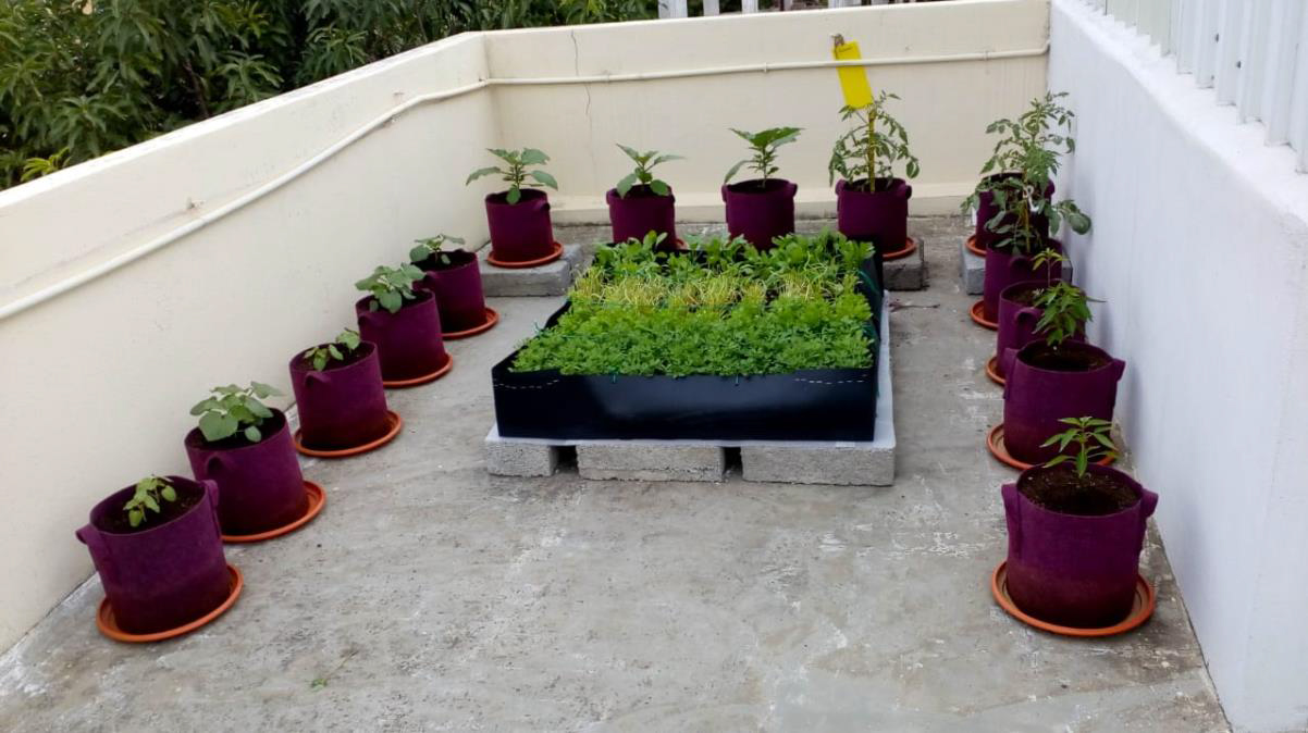 All-Inclusive Terrace Garden Kit | Grow Vegetables on Your Terrace